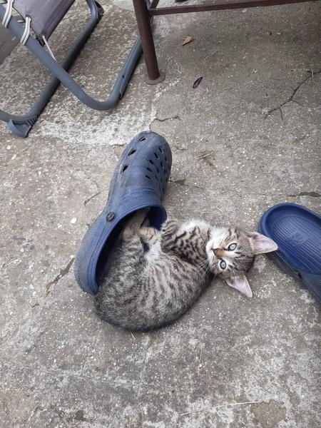 Hľadá sa domov pre mačiatko v Bratislave!