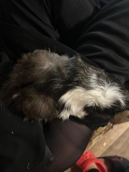 Je moje morské prasiatko len obézne alebo choré?