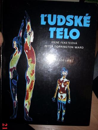 Ludske telo, 