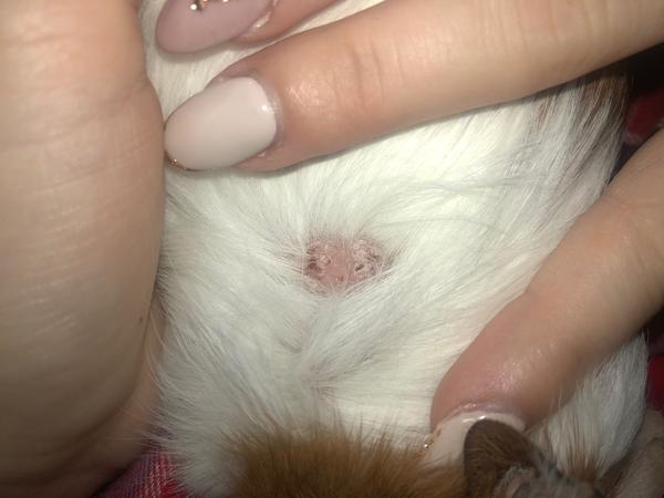 Kožné ochorenie u morčaťa