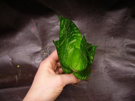 Sansevieria hahnii - svokrin jazyk malý ružicový,