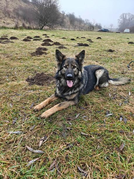 Predám psíka sučku, 