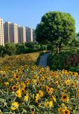 Dnešný podvečer v Taopu Central Park 🌻🌻🌻
