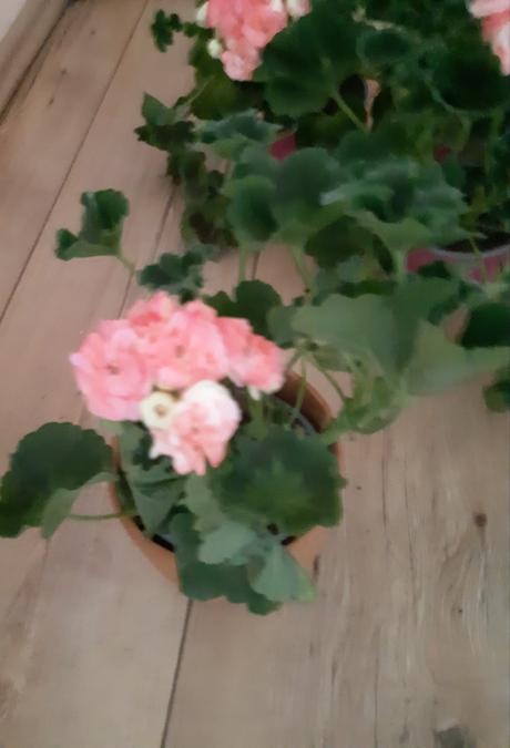 Krásny ruzickovy muškát salmon antique, 