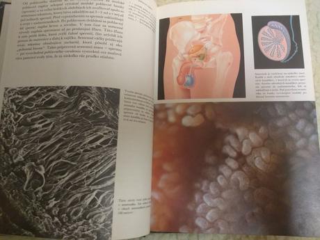 Retro - čakame dieťatko - 4 eur,