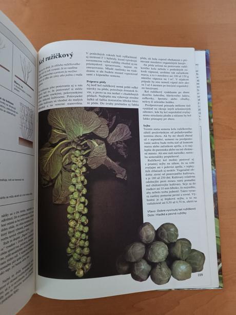 Jeseň v záhrade (1982), 