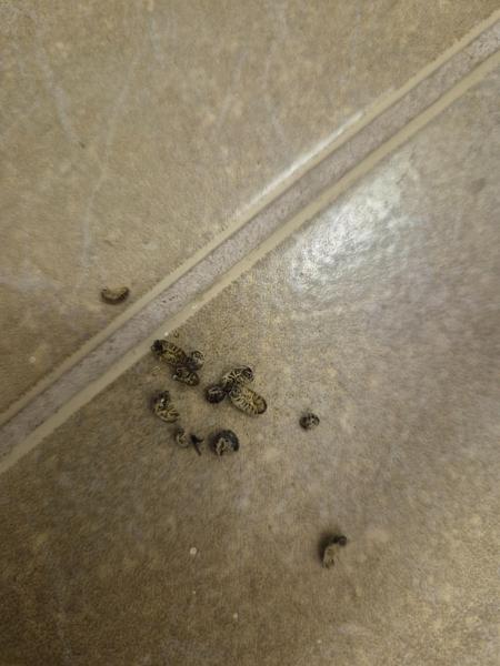 Čo je to za chrobáka?