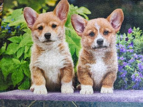 Poskladaný obrázok welsch corgi z puzzle 1000, 