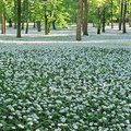 park kastiela dolna krupa medvedi cesn