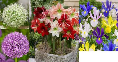 Luxusne holandske tulioany za zlomok ceny, 