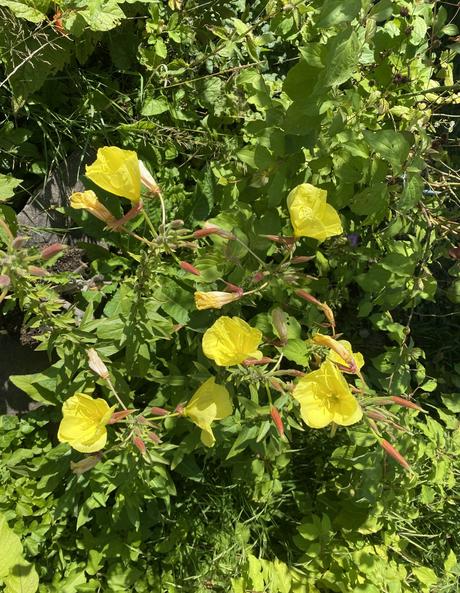 Pupalka veľkoplodá -oenothera macrocarpa - semená,