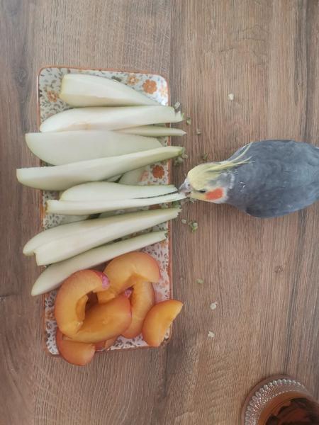 Darujem korelu Pipo: Hľadá sa nový domov!