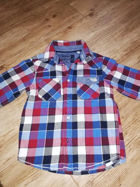 Kosela, palomino,110