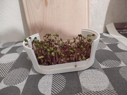 Microgreens klíčiaca súprava, 