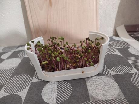 Microgreens klíčiaca súprava, 