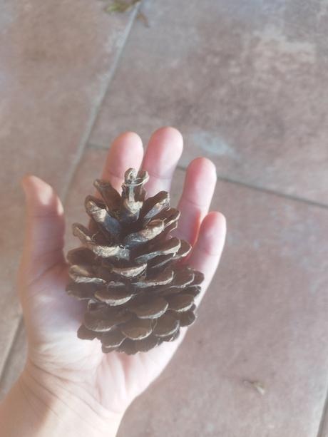 Borovicové šišky, 