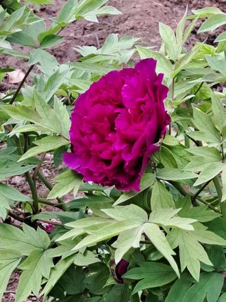 Drevité pivonky- semená, 