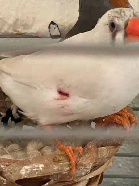 Zebrička austrálska: Ako riešiť zdravotné problémy?