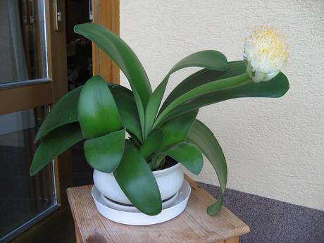 Hemant bielokvetý - haemanthus albiflos, 