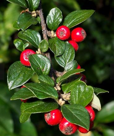 Alchemilka, skalník, 