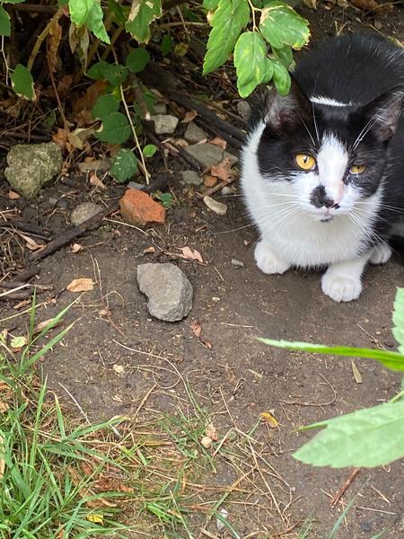 Urgentná pomoc pre túlavú mačku s poraneným okom