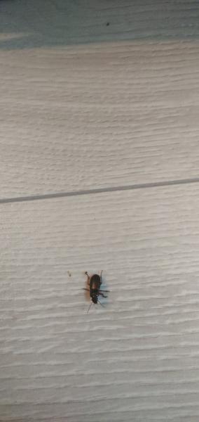 Čo je to za chrobáka?