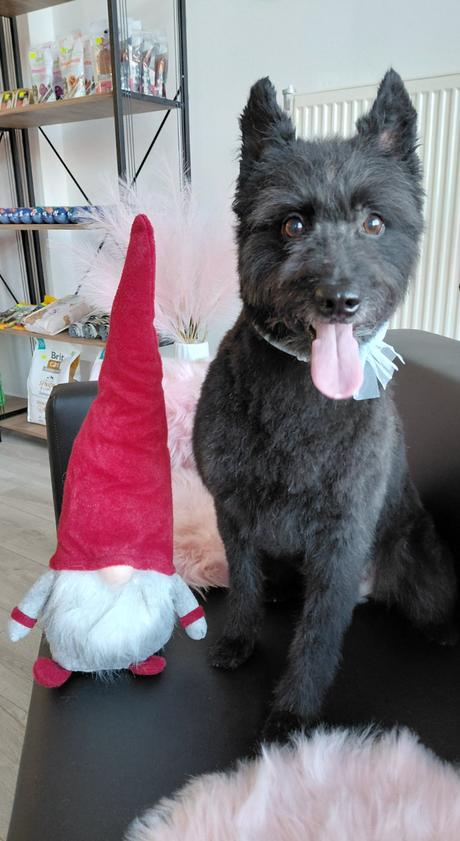 Salón pre psov lusi , ponúkam kompletnú úpravu psí,