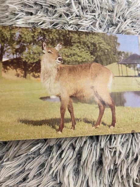 Krásne staré leporelo v zoologickej záhrade 1989,