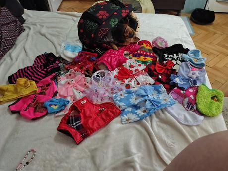 Predám vecičky pre malého psíka xs,s,m, 