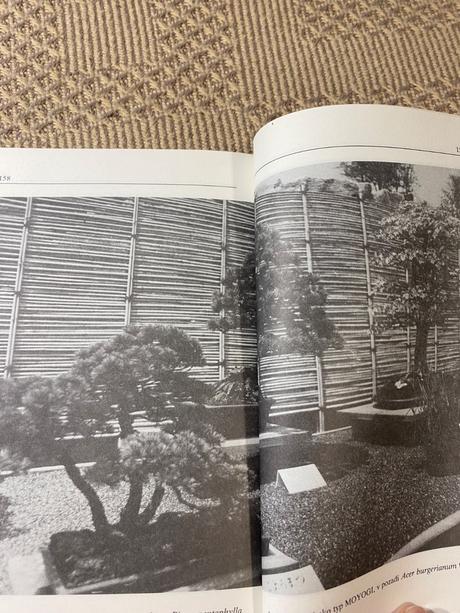 Miloslav ryšán  bonsaj, 