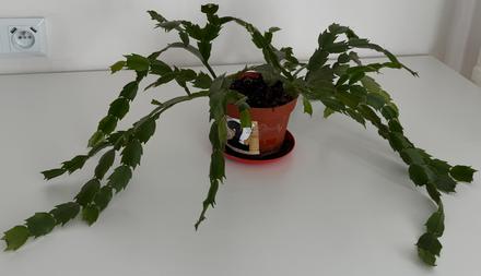 Kaktus(schlumbergera) izbová rastlina č.2,