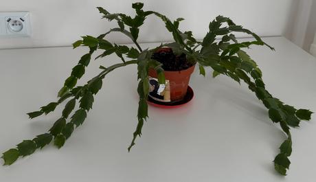 Kaktus(schlumbergera) izbová rastlina č.2,