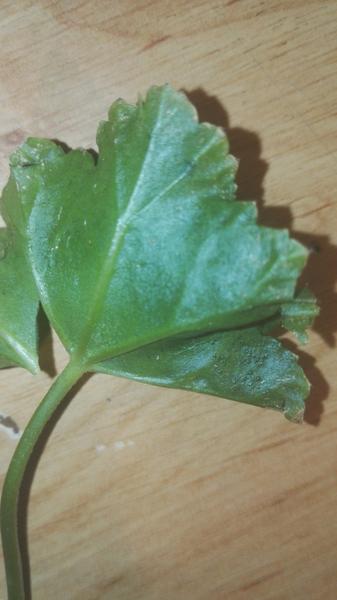 Choré muškáty, čo im je?