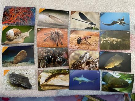 Nálepky animal kingdom new, 