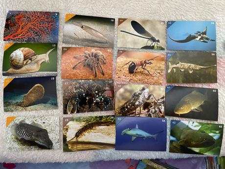 Nálepky animal kingdom new, 