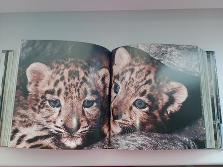 Hrubá kniha mláďatá,