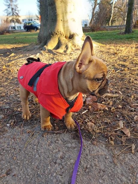 Oblečenie pre šteniatko, 