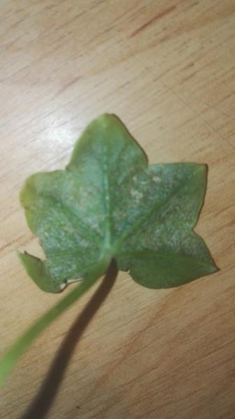 Choré muškáty, čo im je?