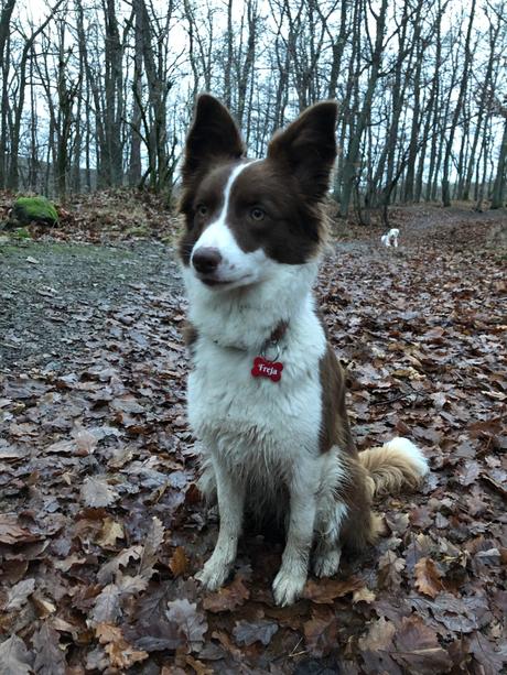 Známka pre psa / mačku,