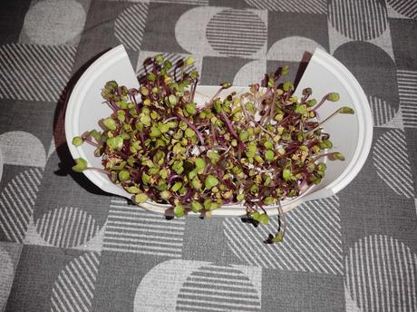 Microgreens klíčiaca súprava, 