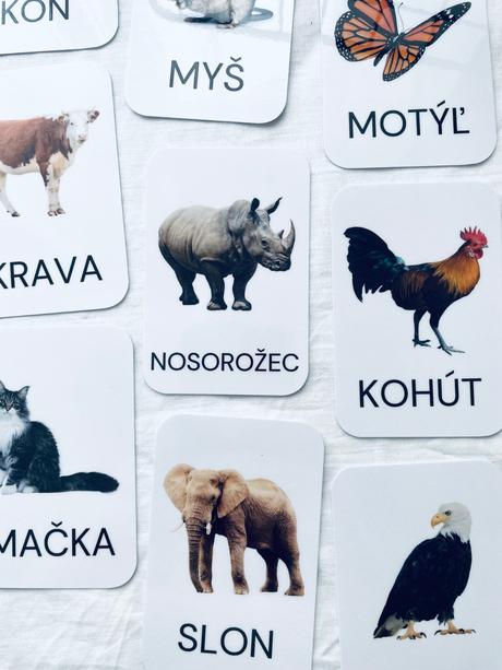 Zvieratá - kartičky s realistickými obrázkami, 