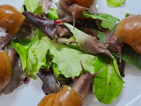 Africký slimák lissachatina fulica caramel, 