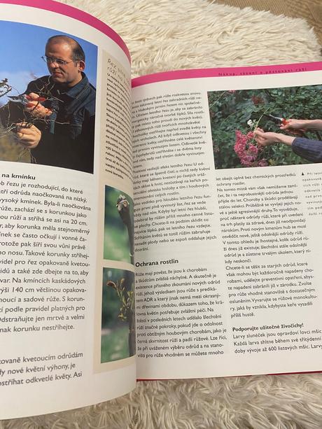 Ruže pre každého robert markley kvety ruža,