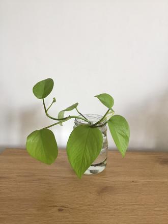 Pothos neon, 