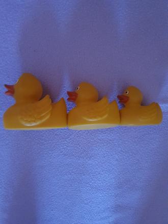 Magnetické kačice zs., 