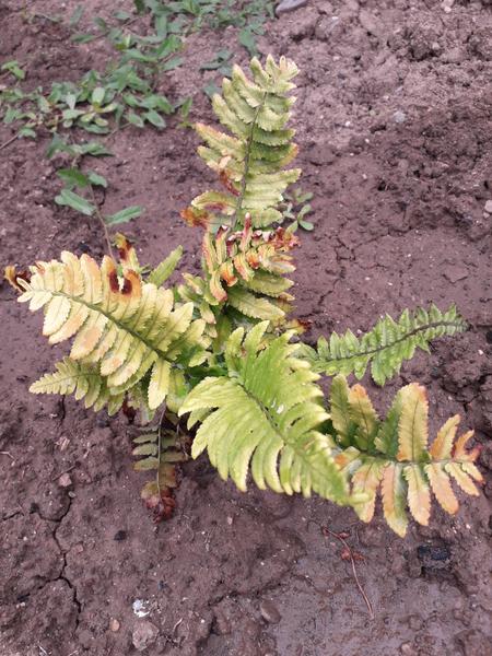 Prečo mi uschýna papraď?