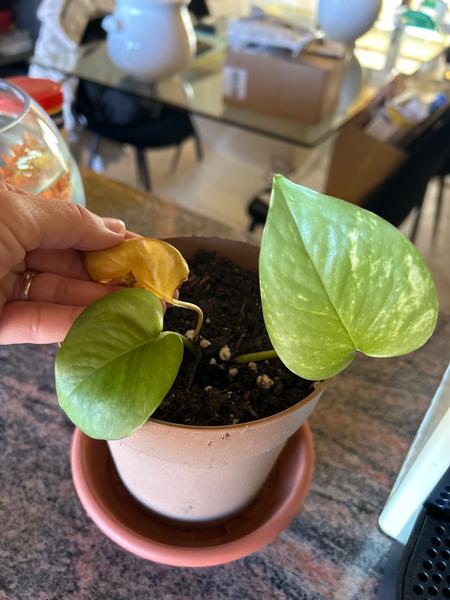 Prečo mojej rastline žltnú listy po presadení?