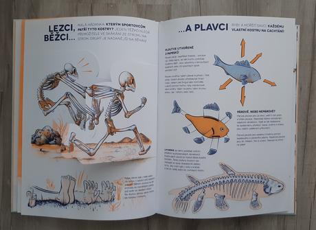 Ci je to kostra nova, 