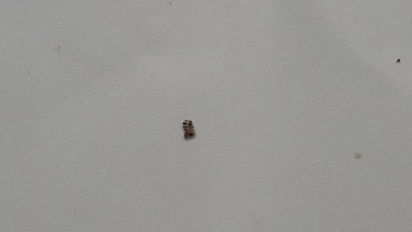 Môže to byť ploštica?