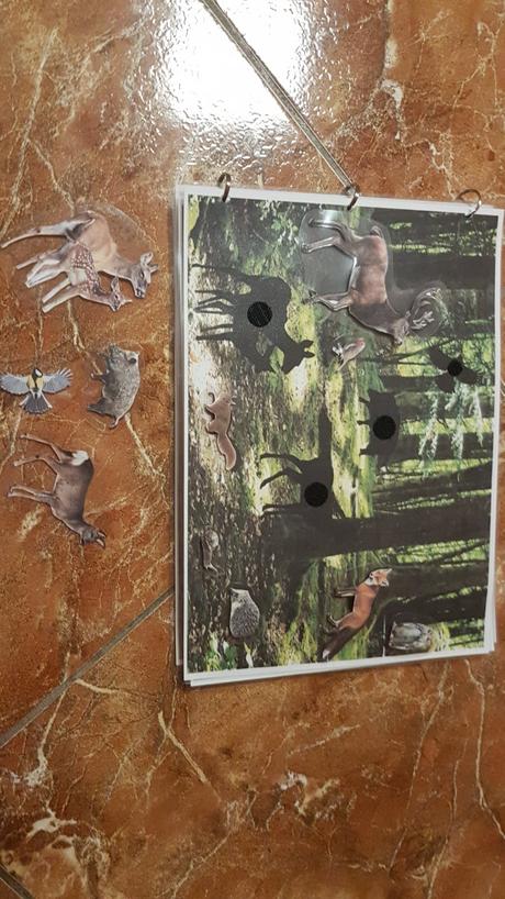 Triedenie zvierat podla prostredia, 